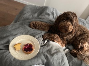 Hond Choco - bruine labradoodle